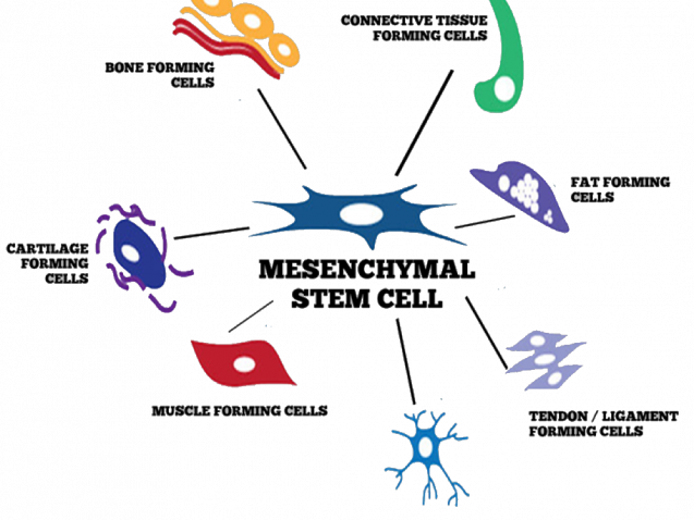 mesenhymal-diagram-02